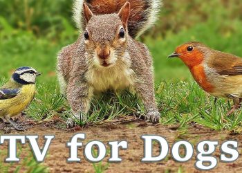 Videos for Dogs To Watch – Dog TV Videos of Birds and Squirrels for Separation Anxiety