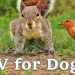 Videos for Dogs To Watch – Dog TV Videos of Birds and Squirrels for Separation Anxiety Videos for Dogs To Watch – Dog TV Videos of Birds and Squirrels for Separation Anxiety