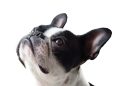 What to Do If Your Dog is Showing Signs of Aggression: Tips from a Professional Trainer