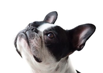 What to Do If Your Dog is Showing Signs of Aggression: Tips from a Professional Trainer