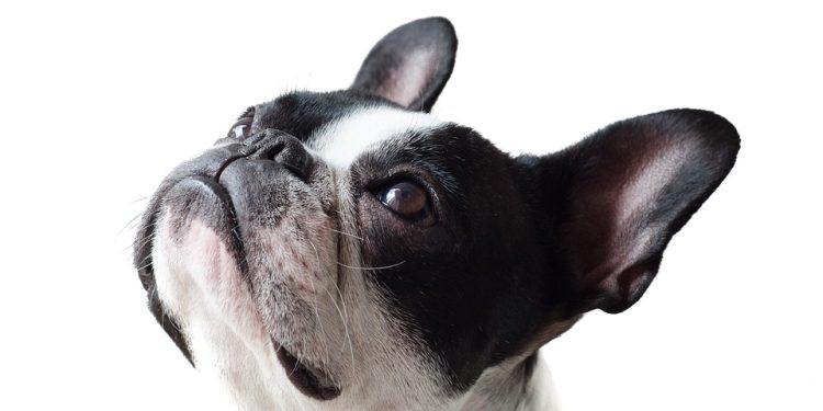 What to Do If Your Dog is Showing Signs of Aggression: Tips from a Professional Trainer