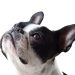 What to Do If Your Dog is Showing Signs of Aggression: Tips from a Professional Trainer