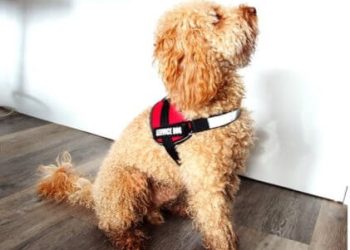 Which Service Dog Registry is the Best