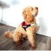 Which Service Dog Registry is the Best Which Service Dog Registry is the Best