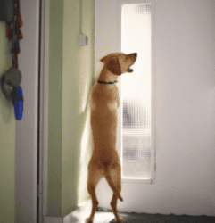 Why does my Lab behave badly at the front door?