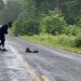 Woman Stops For Pups Stranded In The Road But They’re Not Dogs At All Woman Stops For Pups Stranded In The Road But They’re Not Dogs At All