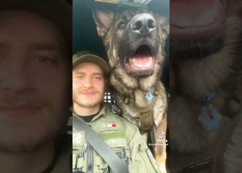 You Wont Believe How Big This K9 Is!