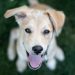 10 Tips for Choosing the Perfect Dog Breed for Your Lifestyle 10 Tips for Choosing the Perfect Dog Breed for Your Lifestyle