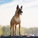 12 Dog Breeds Who Are Better Than A Home Security System
