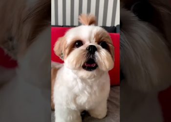 shihtzu Dog Barking| ShihTzu barking #dogs #shihtzupuppies