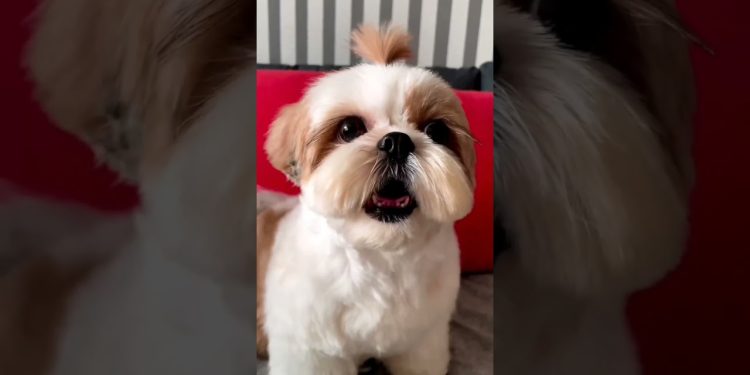 shihtzu Dog Barking| ShihTzu barking #dogs #shihtzupuppies