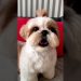 shihtzu Dog Barking| ShihTzu barking #dogs #shihtzupuppies