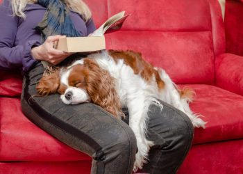 10 Best Dog Breeds for Introverts