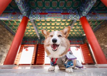 10 Creative Ways to Keep Your Dog Entertained and Stimulated