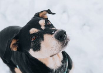 10 Essential Tips for Keeping Your Dog Happy and Healthy