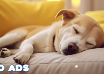 12 Hours Anti Anxiety Music For Dogs 🐶 Stress Relief Music For Dogs ♬ Calming Music For Dogs