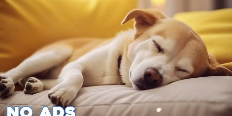 12 Hours Anti Anxiety Music For Dogs 🐶 Stress Relief Music For Dogs ♬ Calming Music For Dogs