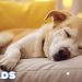 12 Hours Anti Anxiety Music For Dogs 🐶 Stress Relief Music For Dogs ♬ Calming Music For Dogs 12 Hours Anti Anxiety Music For Dogs 🐶 Stress Relief Music For Dogs ♬ Calming Music For Dogs