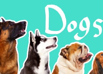 15 Dog Breeds | Dogs for Kids