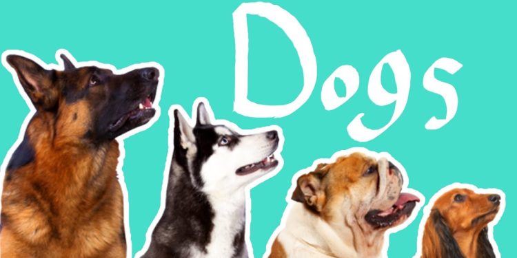 15 Dog Breeds | Dogs for Kids