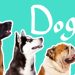 15 Dog Breeds | Dogs for Kids 15 Dog Breeds | Dogs for Kids