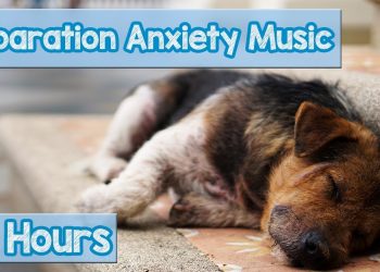 15 HOURS of Deep Separation Anxiety Music for Dog Relaxation! Helped 4 Million Dogs Worldwide! NEW!