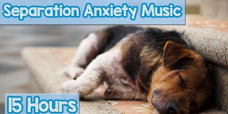 15 HOURS of Deep Separation Anxiety Music for Dog Relaxation! Helped 4 Million Dogs Worldwide! NEW!