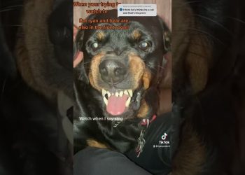 Asking my Rottweiler for his guard dog face. And to stop growling.