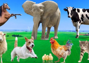 Beautiful Animal Moments – Dog, Cat, Chicken, Elephant, Cow, Sheep – Animal Sounds