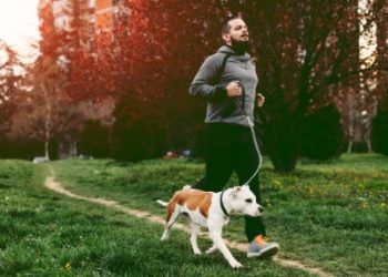 Best Exercise Routines for Overweight Dogs