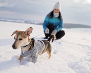 Best Ways to Protect Your Dog's Paws in Winter