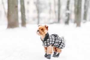 Best Ways to Protect Your Dog's Paws in Winter