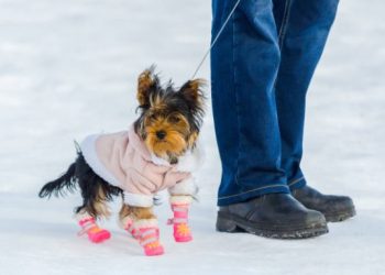 Best Ways to Protect Your Dog’s Paws in Winter