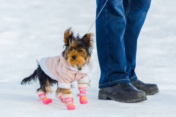 Best Ways to Protect Your Dog’s Paws in Winter