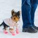 Best Ways to Protect Your Dog’s Paws in Winter