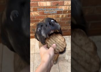 Bridget likes food slightly more 😂 #dogs #englishmastiff #husky