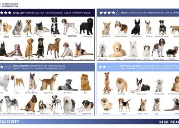 Can a Service Dog Stop You From Biting Your Nails?