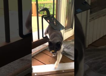 Cat Joins Dog Walks Until He’s Part Of The Family | The Dodo