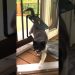 Cat Joins Dog Walks Until He’s Part Of The Family | The Dodo Cat Joins Dog Walks Until He’s Part Of The Family | The Dodo