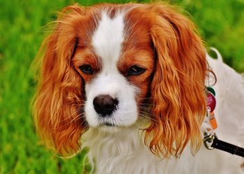 Creating a Safe and Happy Environment for Your New Four-Legged Friend