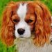 Creating a Safe and Happy Environment for Your New Four-Legged Friend Creating a Safe and Happy Environment for Your New Four-Legged Friend