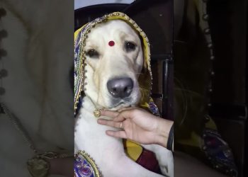 Cute labrador #dog shy on 52 gaj ka daman 😘 | renuka pawar song