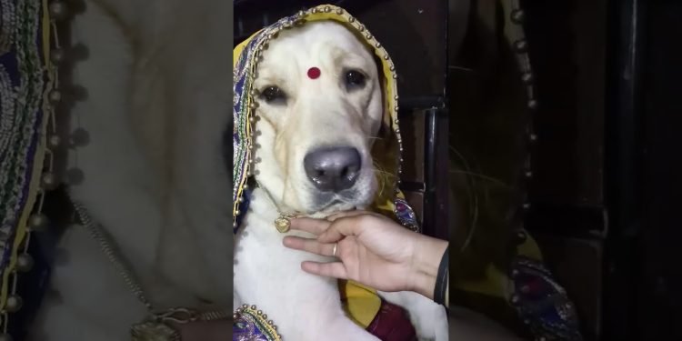 Cute labrador #dog shy on 52 gaj ka daman 😘 | renuka pawar song