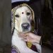 Cute labrador #dog shy on 52 gaj ka daman 😘 | renuka pawar song Cute labrador #dog shy on 52 gaj ka daman 😘 | renuka pawar song