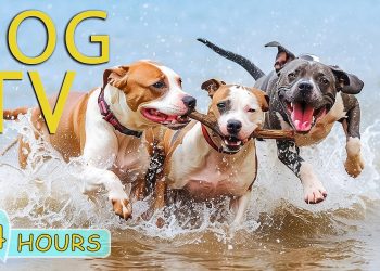 DOG TV for Dog to Watch: Best Video Entertain for Calm Anxiety & Stres for Dog – Music for Dog Happy