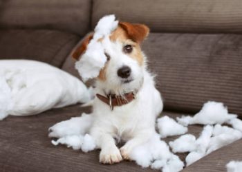 Dealing with Dog Separation Anxiety