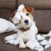 Dealing with Dog Separation Anxiety Dealing with Dog Separation Anxiety