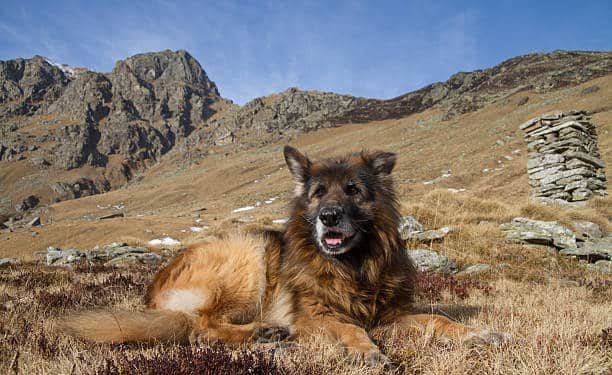 Discover the Elegant Fawn and Other Rare Anatolian Shepherd Colors