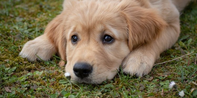 Discover the Top 10 Most Popular Dog Breeds in America