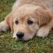 Discover the Top 10 Most Popular Dog Breeds in America Discover the Top 10 Most Popular Dog Breeds in America